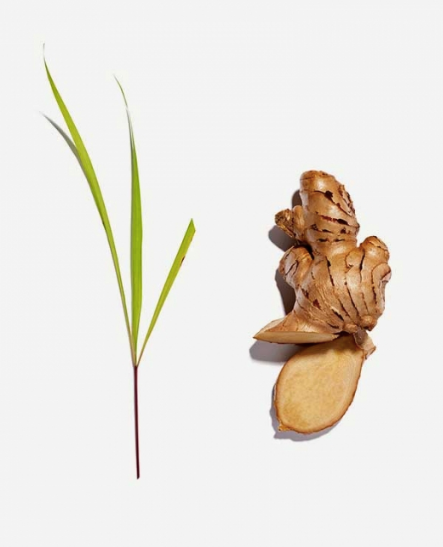 Lemongrass and Ginger Tea Bags