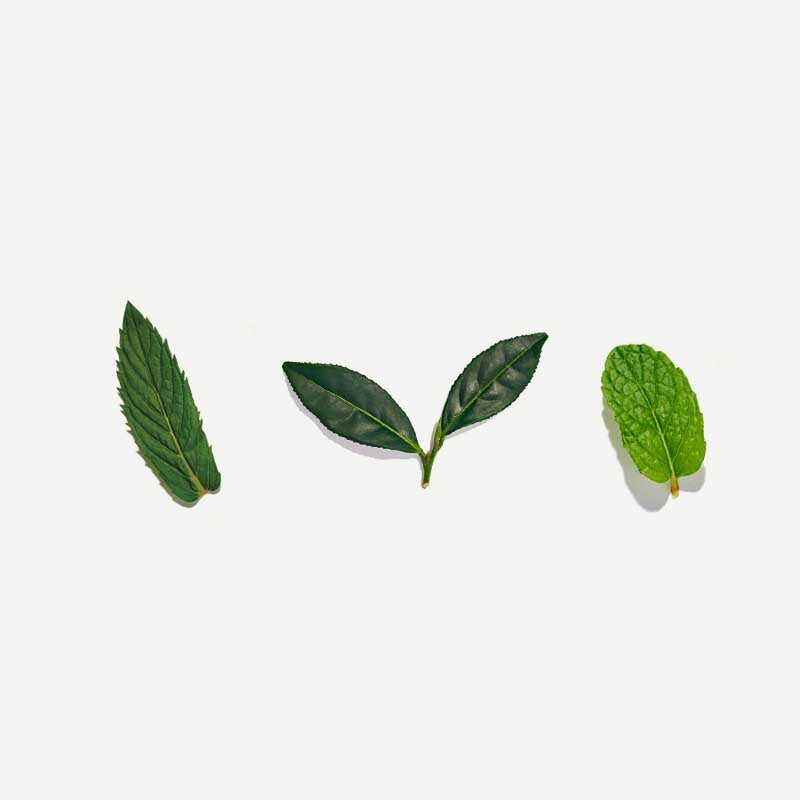 Moroccan Mint Pyramid Tea Bags